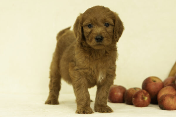 Holly - Image 5
