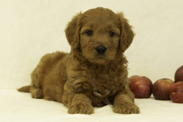 f1 goldendoodle cute red family dog