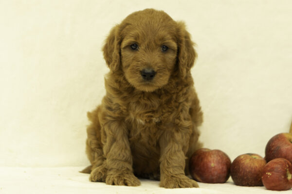 Hannah - Image 5