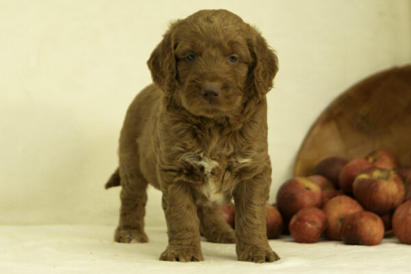 Medium F1 goldendoodle Cute Red Family dog Friendly