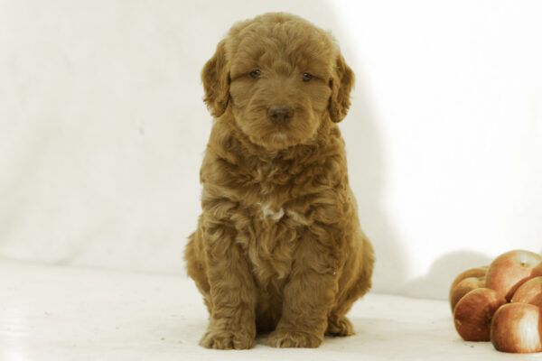 Fiona - Image 3