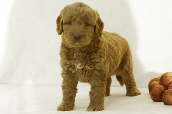Fiona - Image 5