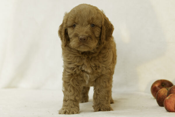Faye - Image 4