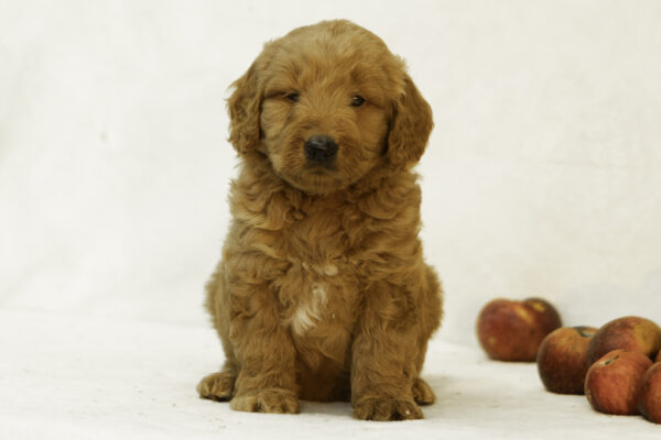 Medium F1 goldendoodle Cute Red Family dog Friendly