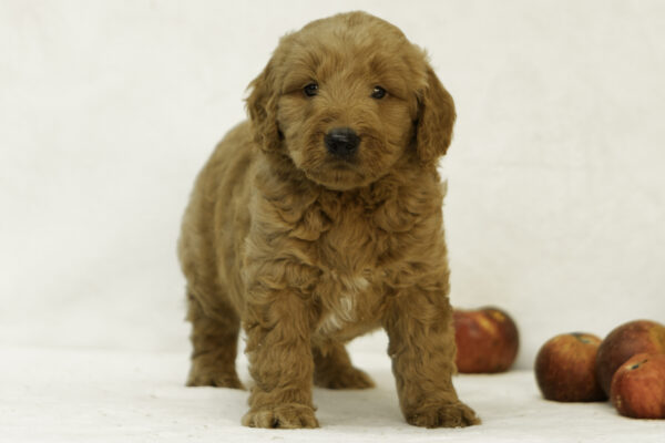 Finn - Image 3