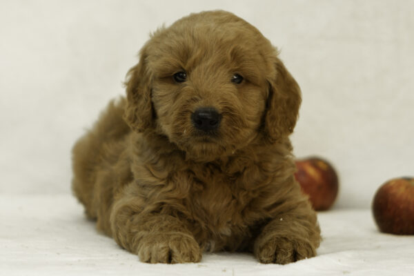 Finn - Image 5
