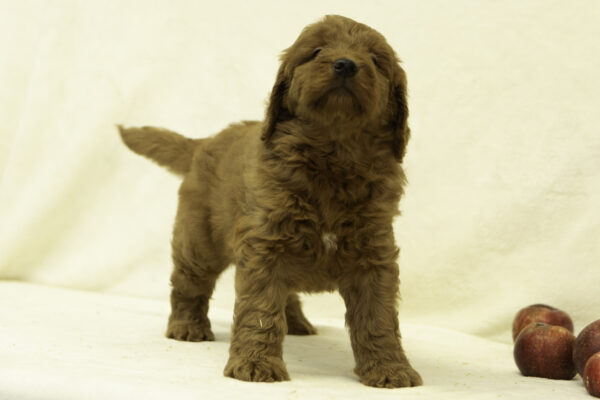 Felicity - Image 3