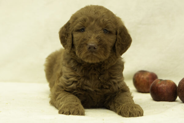 Finley - Image 2