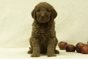 Finley