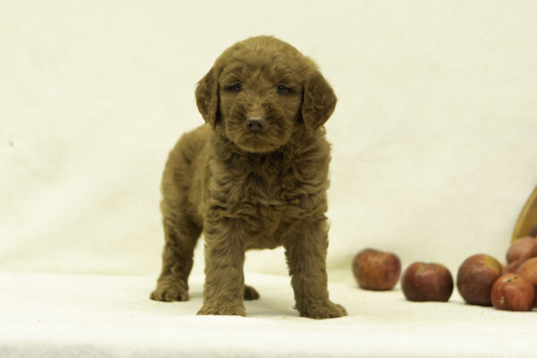 Finley - Image 4