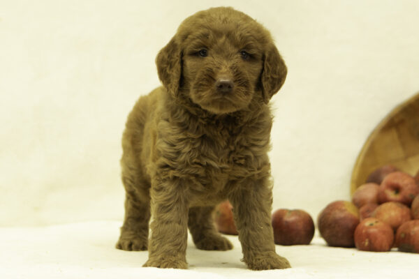Finley - Image 5