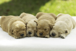 Future Golden Retriever Litter