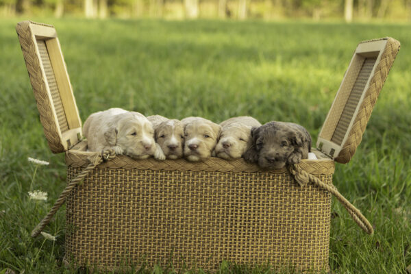 F1b goldendoodles in maryland medium f1b goldendoodles merle cream