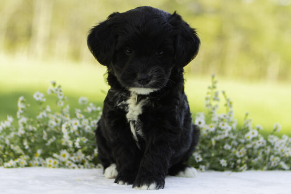 Mountain goldendoodle cute family dog ophelia