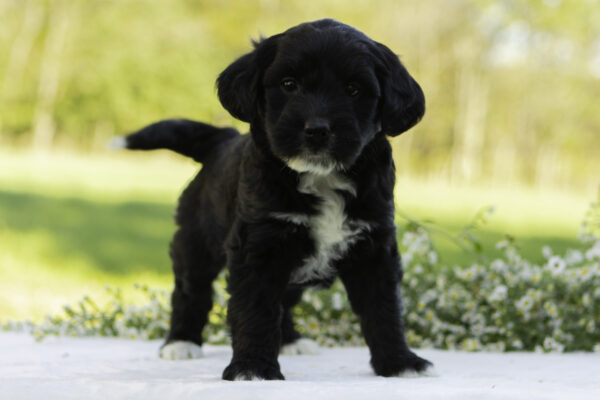 Mountain goldendoodle cute family dog ophelia