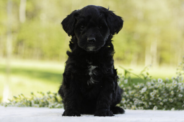 Mountain goldendoodle cute family dog ophelia