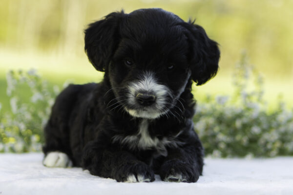 Oliver - Image 2