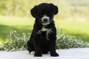 Oliver