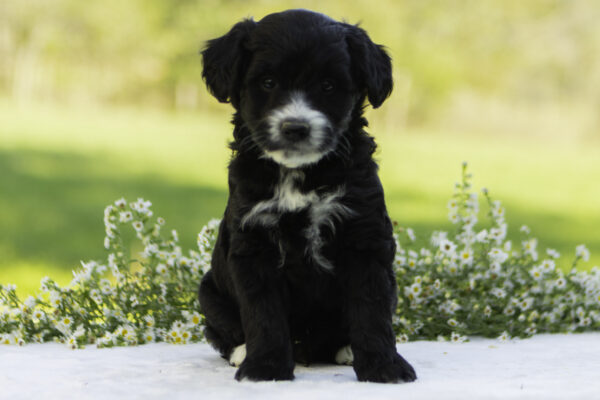 Oliver - Image 4