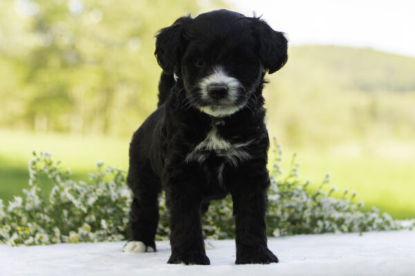Oliver - Image 5