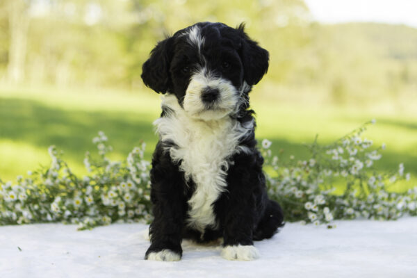 Mountain goldendoodle cute family dog ophelia