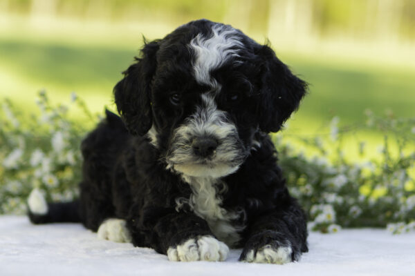 Odie - Image 2