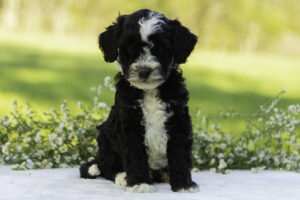 Odie