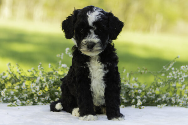 Odie