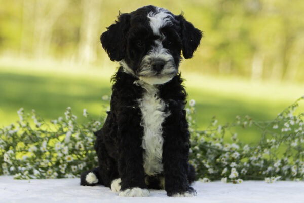Mountain goldendoodle cute family dog ophelia