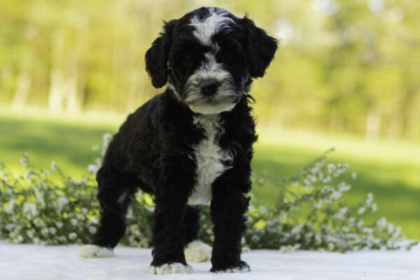 Odie - Image 5