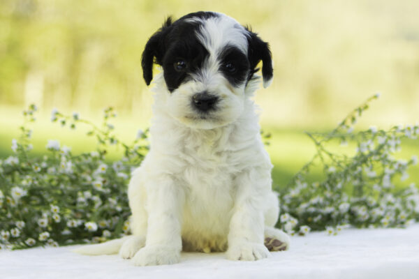 Mountain goldendoodle cute family dog ophelia