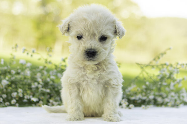 Mountain goldendoodle cute family dog ophelia