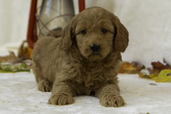 Ellie - Image 5
