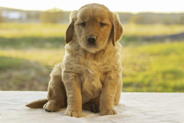 Golden Retriever