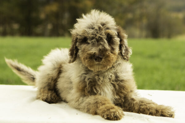 Taffy - Image 4