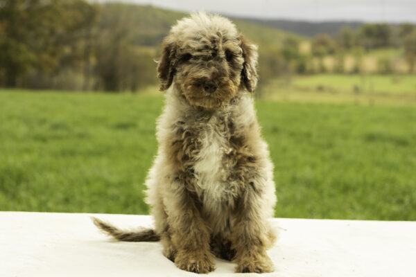 Taffy - Image 2