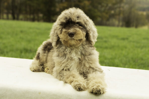 Tootsie - Image 4