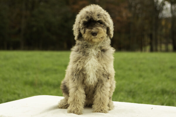 Tootsie - Image 2