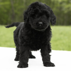 f2 goldendoodles