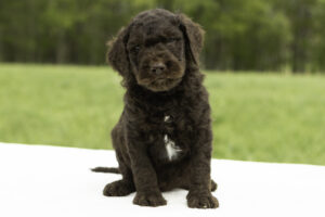 Percy