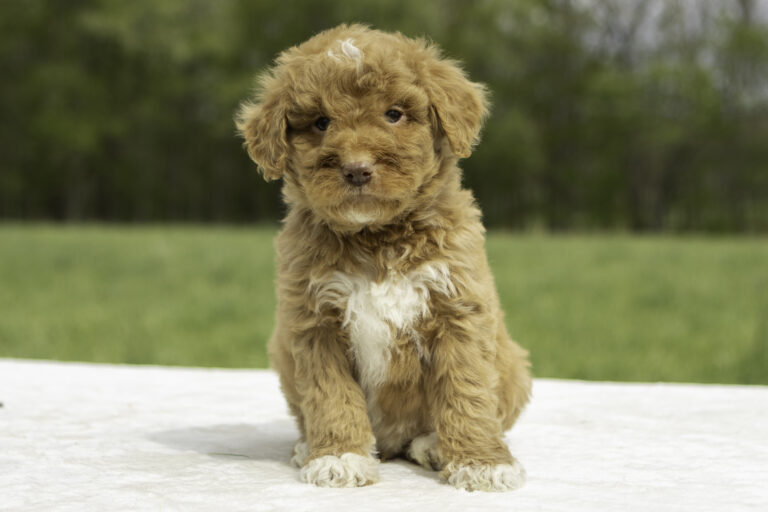 good cute family dogs