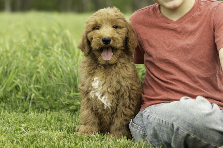 family dogs