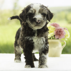F2 Goldendoodles