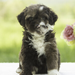 Chocolate merle f2 goldendoodle cute family dog