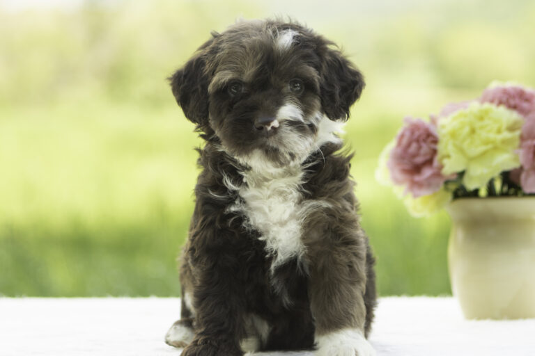 Chocolate merle f2 goldendoodle cute family dog