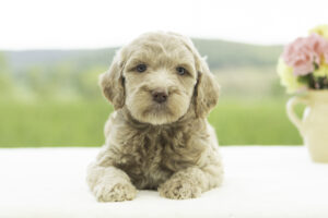 Nellie