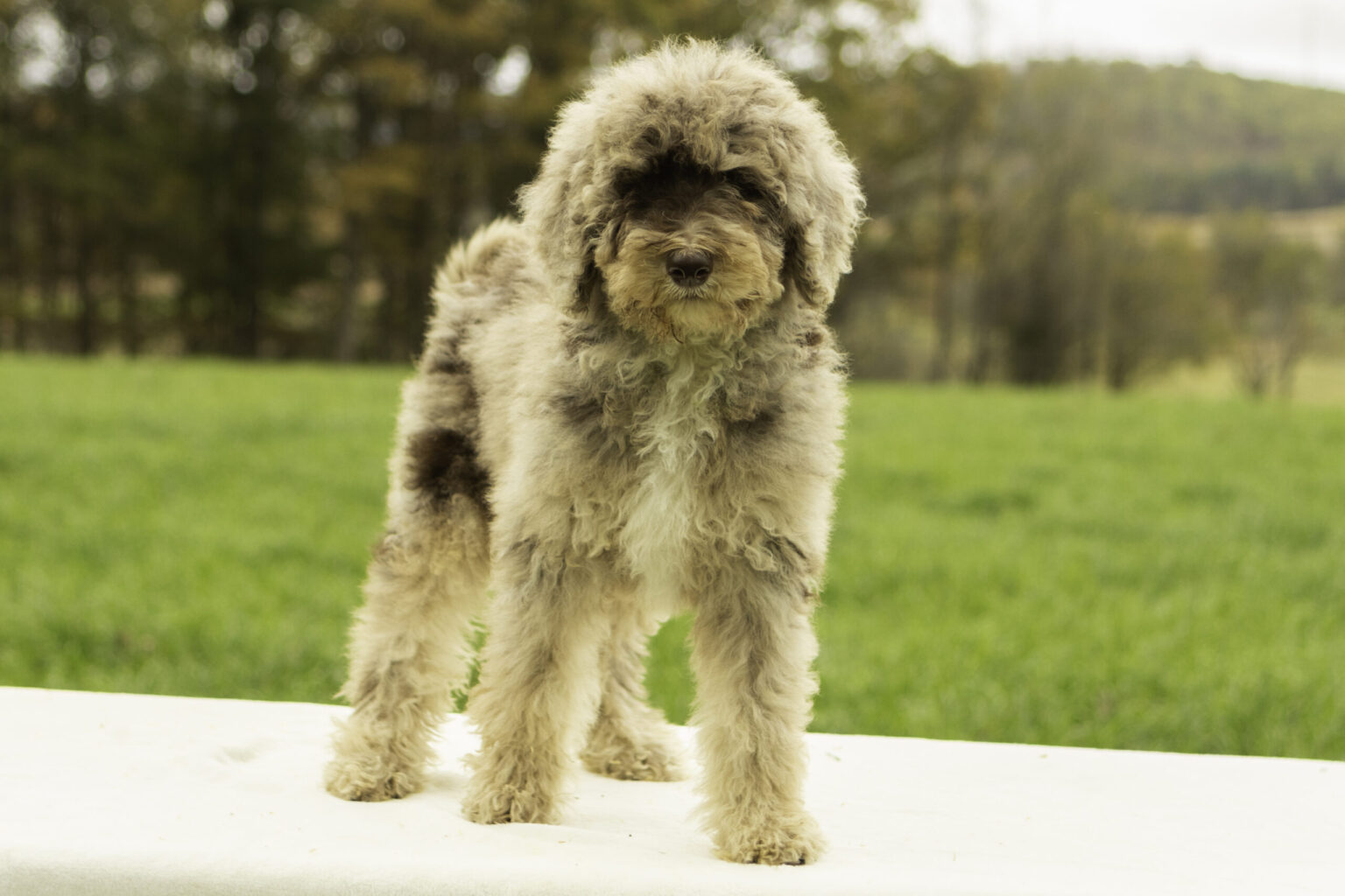 The Merle Gene in Dogs: What It Means for Eye Color and Responsible ...