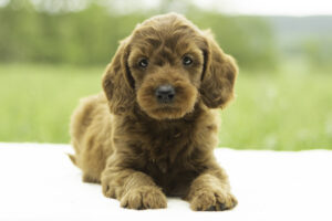 Arlo
