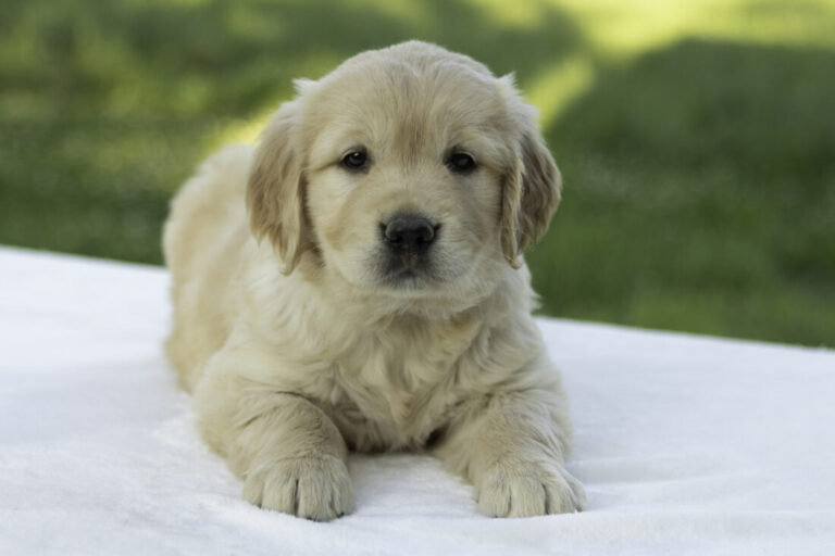 golden retriever, family dog, cuddly, friendly, child friendly
